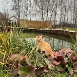 Samosiejka * Slonsko